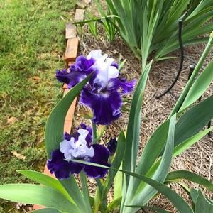 Meet your Posher, Charlotte